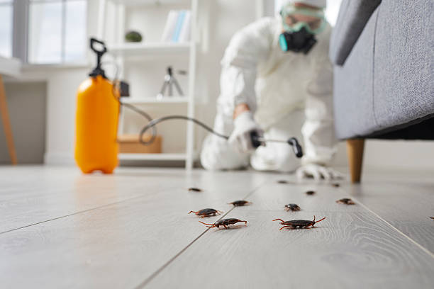 Post-Treatment Bed Bug Interceptor Monitoring in Northwood